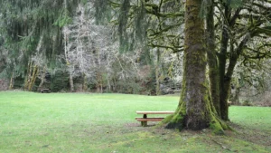 H. B. Van Duzer Forest State Scenic Corridor