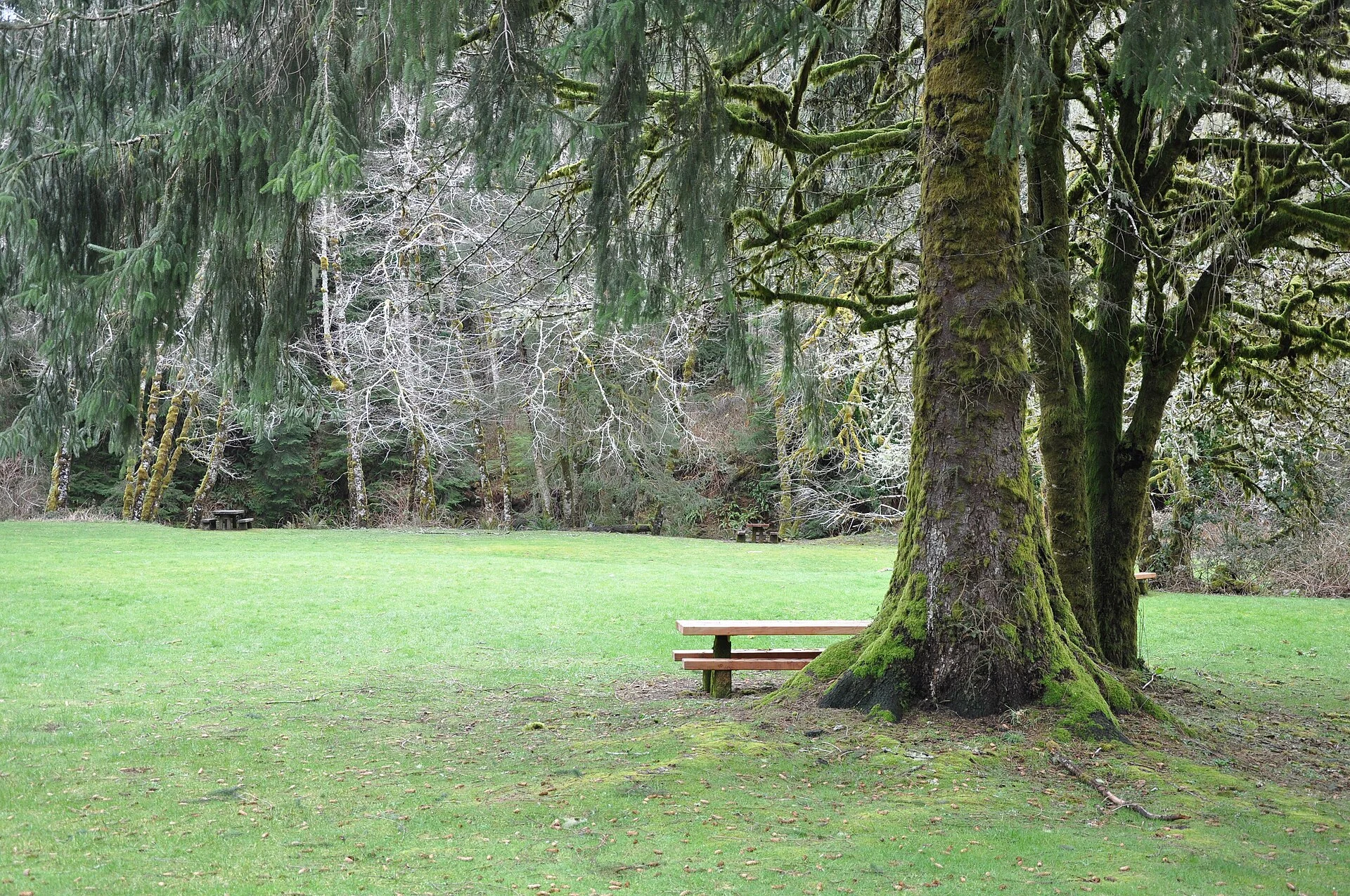 H. B. Van Duzer Forest State Scenic Corridor
