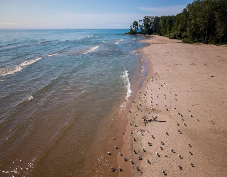Aerial view of gulls on the Lake Michigan beach at Harrington Beach State Park, Wisconsin