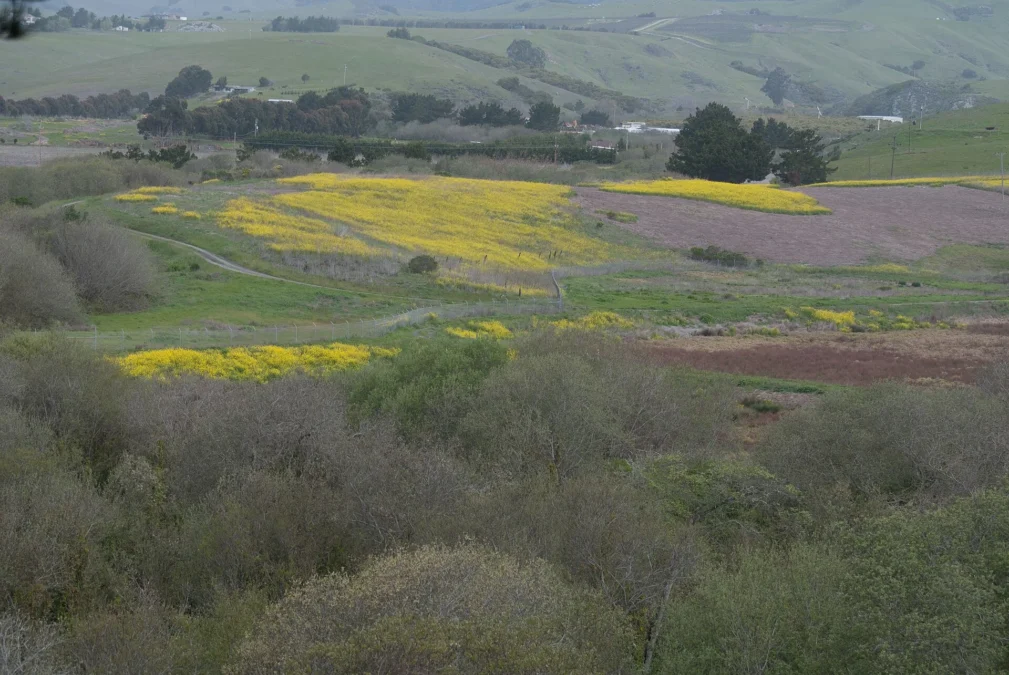 Hearst San Simeon State Park 47 Wildflower meadow hills in Hearst San Simeon State Park, California