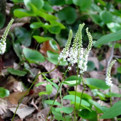 Hemlock Bluffs State Natural Area