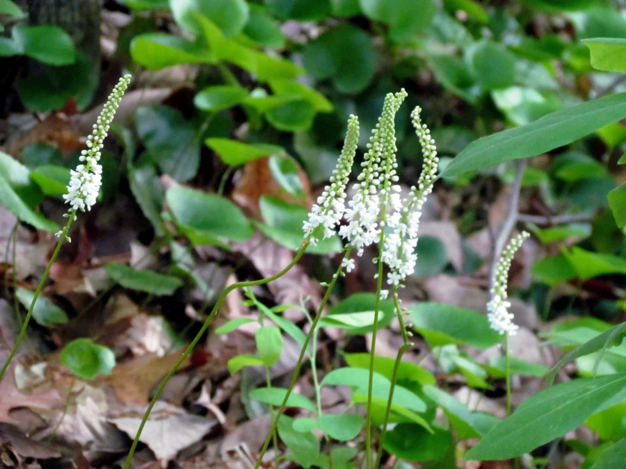 Hemlock Bluffs State Natural Area (North-Carolina)