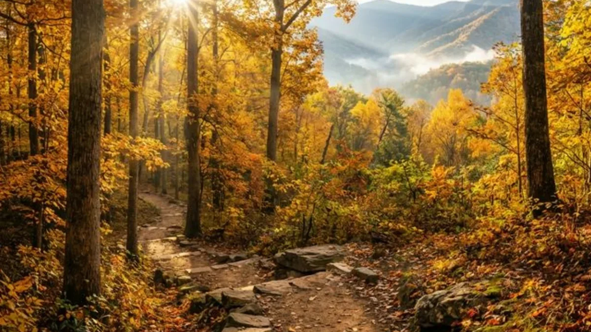 Scenic hiking trail through autumn forest in a state park