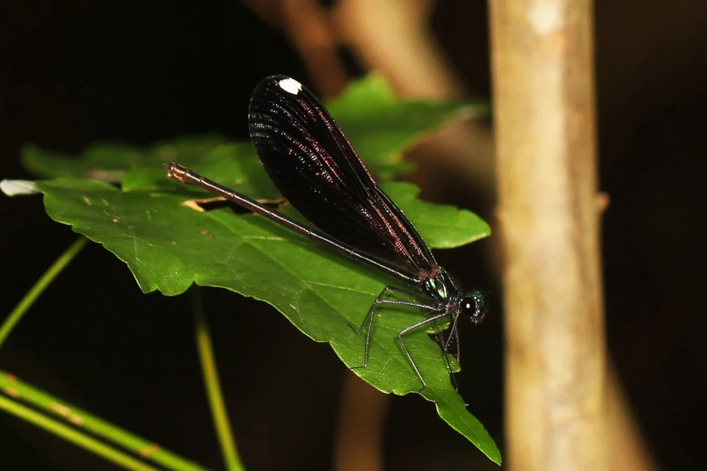 Highland Hammock State Park (Florida)