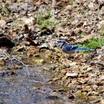 Hobbs State Park-Conservation Area