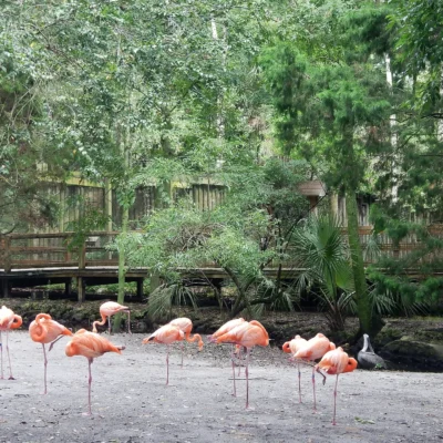Homosassa Springs Wildlife State Park