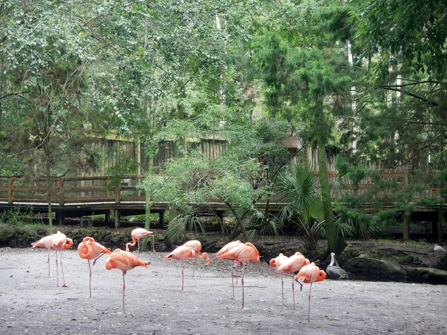 Homosassa Springs Wildlife State Park (Florida)