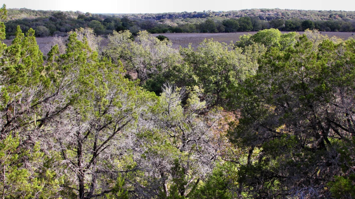 Overlook across the Guadalupe River from Honey Creek State Natural Area, Texas