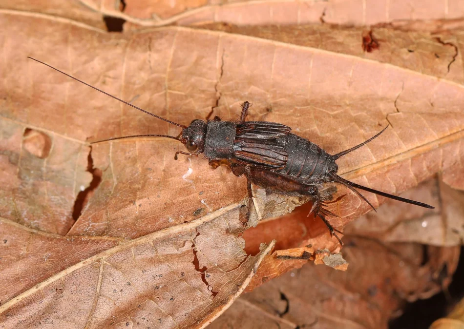 Housatonic Meadows State Park (Connecticut)