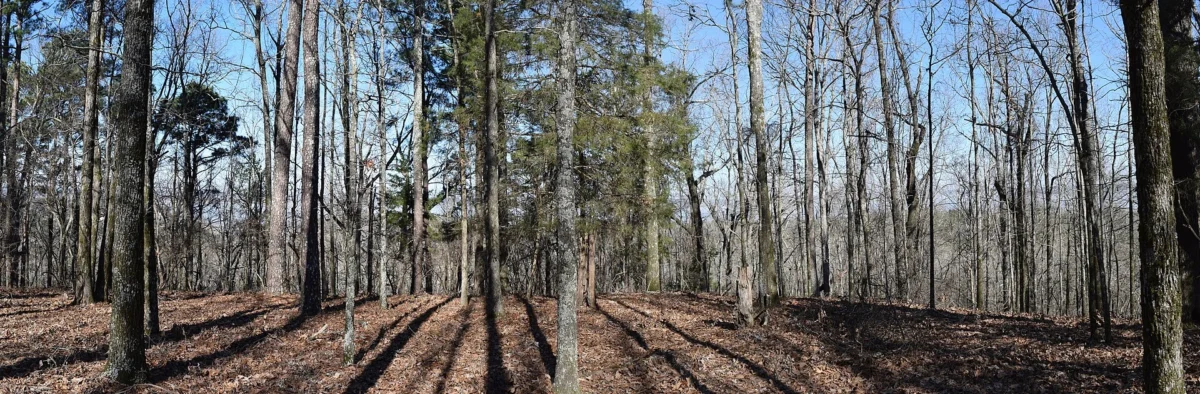Hugh White State Park (Mississippi)