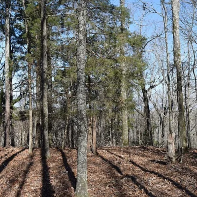 Hugh White State Park