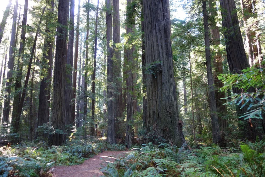 Humboldt Redwoods State Park 55 Coast redwoods and ferns along a trail in Humboldt Redwoods State Park, California