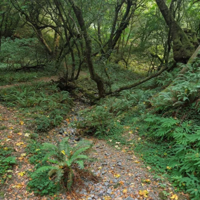 Humbug Mountain State Park