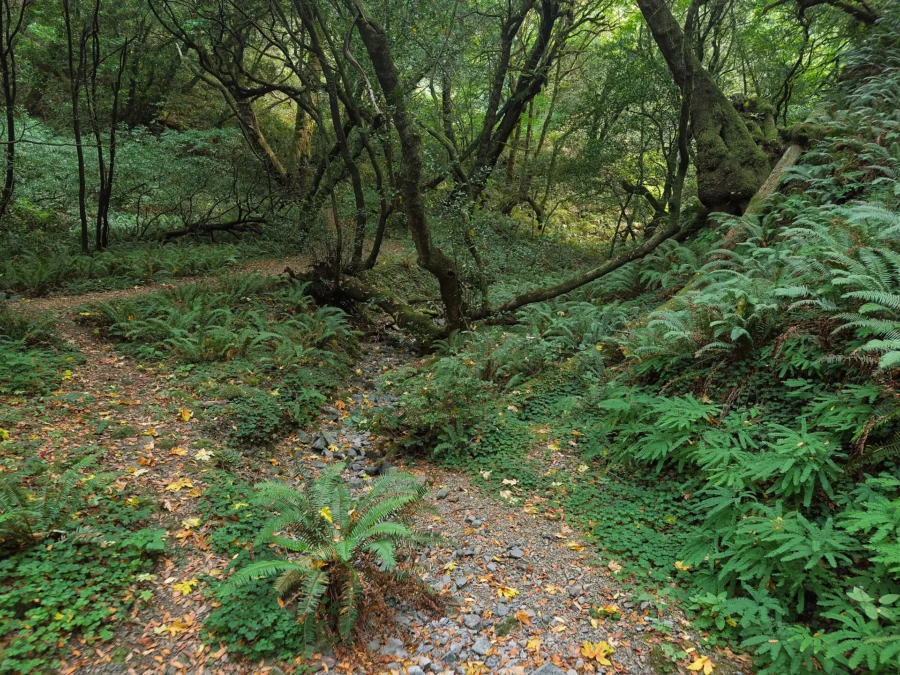 Humbug Mountain State Park (Oregon)