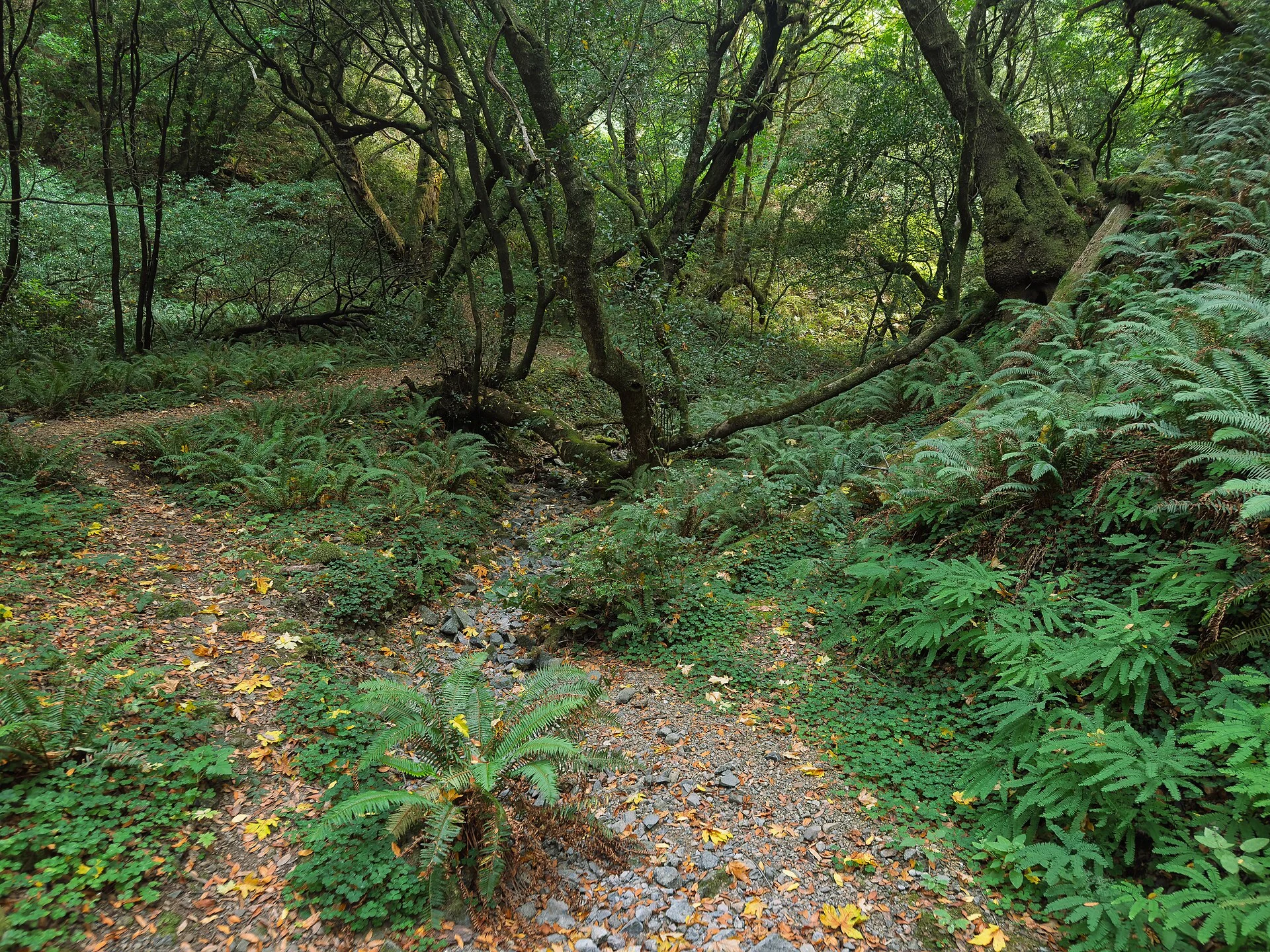 Humbug Mountain State Park