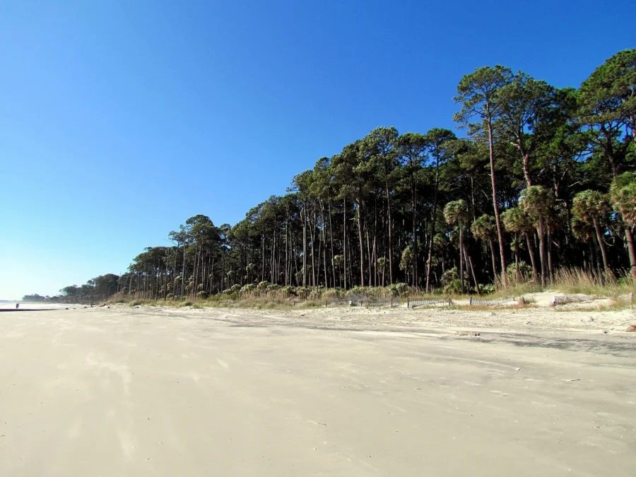 Wide sandy beach lined with pines and palmettos at Hunting Island State Park, South Carolina
