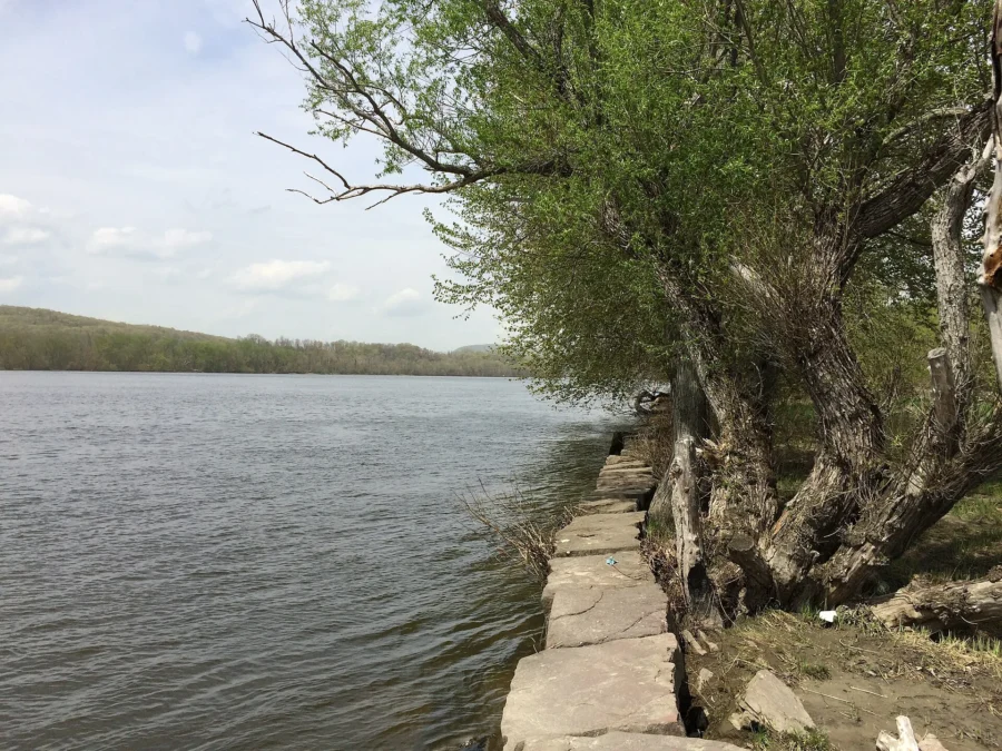 Connecticut River seen past a leaning tree on the stone-lined bank, Hurd State Park, Connecticut