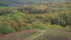 Inspiration Peak State Wayside