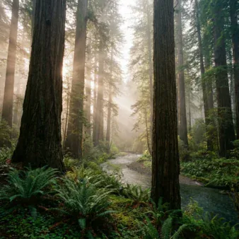 Jedediah Smith Redwoods State Park