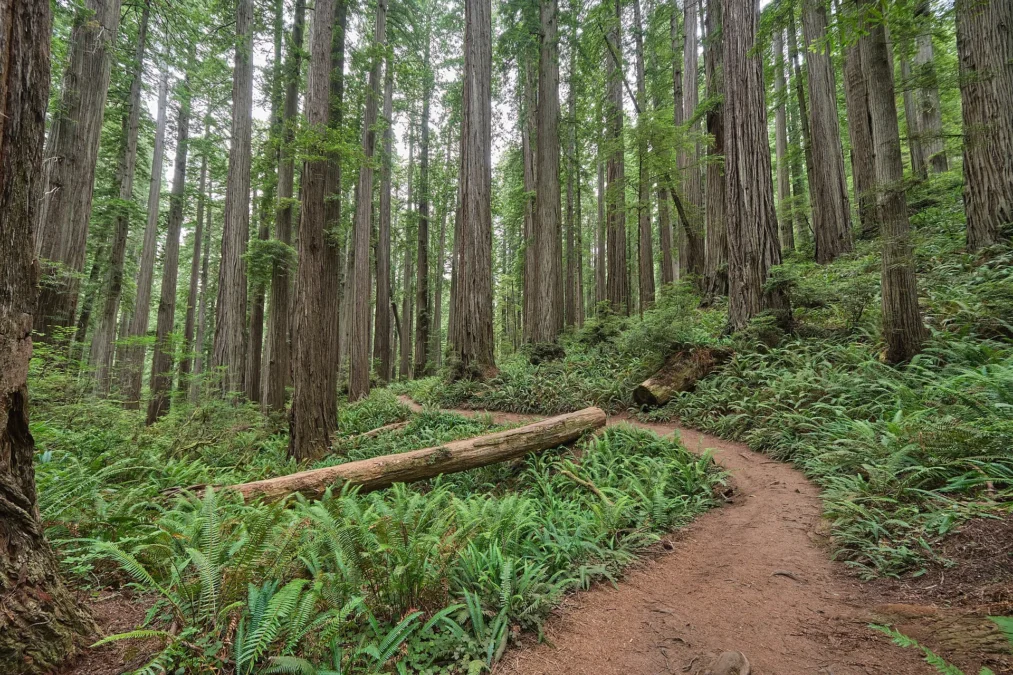 Jedediah Smith Redwoods State Park 58 Dirt trail through tall redwoods and ferns in Jedediah Smith Redwoods State Park, California