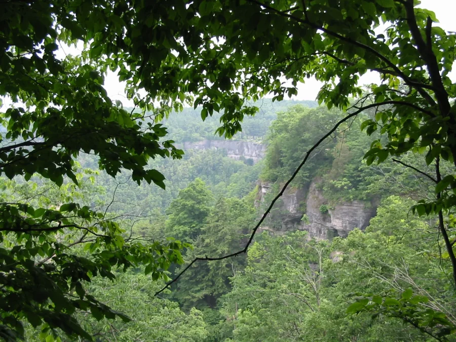 John Boyd Thacher State Park 77 Forested Helderberg Escarpment seen through the trees at John Boyd Thacher State Park, New York