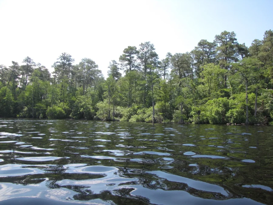 Jones Lake State Park (North Carolina)