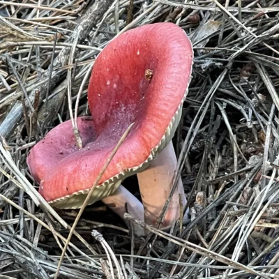 Jug Handle State Reserve