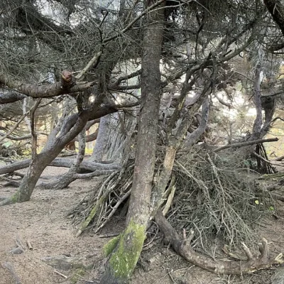Jughandle State Natural Reserve