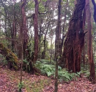 Kalopa State Recreation Area
