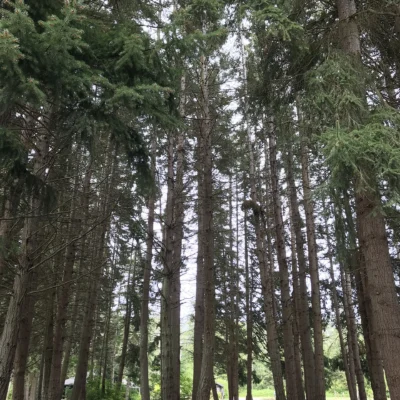 Kitsap Memorial State Park