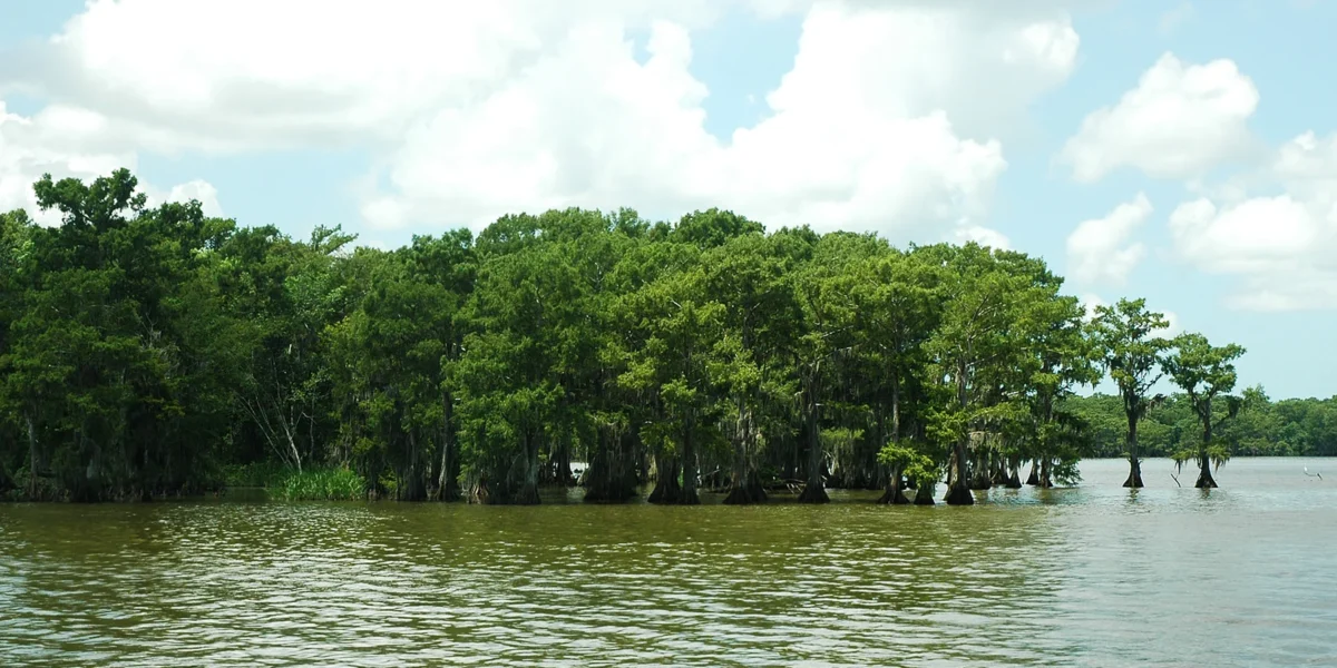 Lake Fausse Pointe State Park 16 Lake Fausse Pointe State Park (Louisiana)
