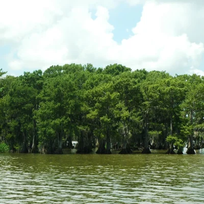 Lake Fausse Pointe State Park