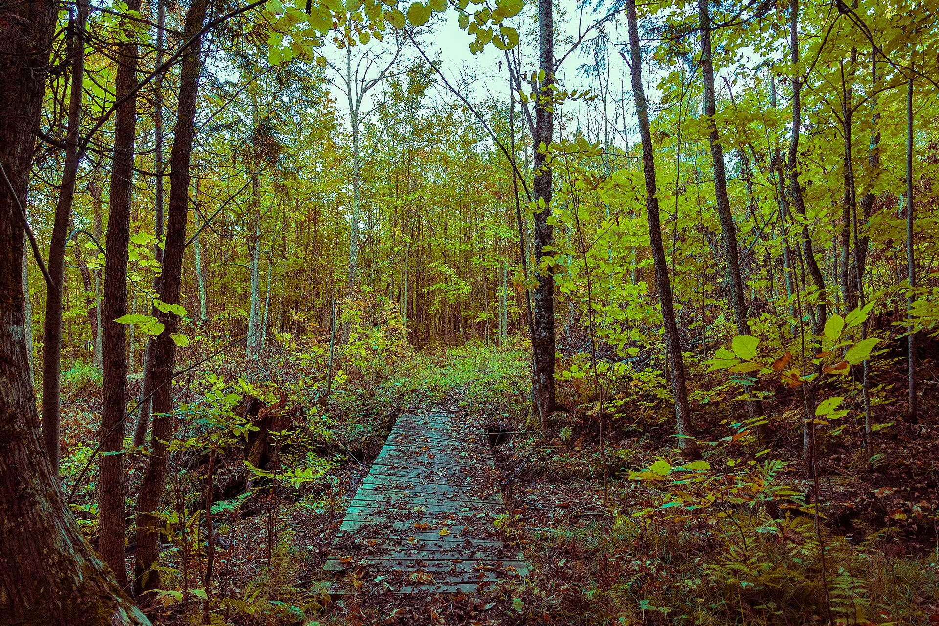 Lake Gogebic State Park