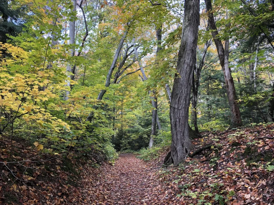 Leaf-covered hiking trail through autumn woods in Leelanau State Park, Michigan
