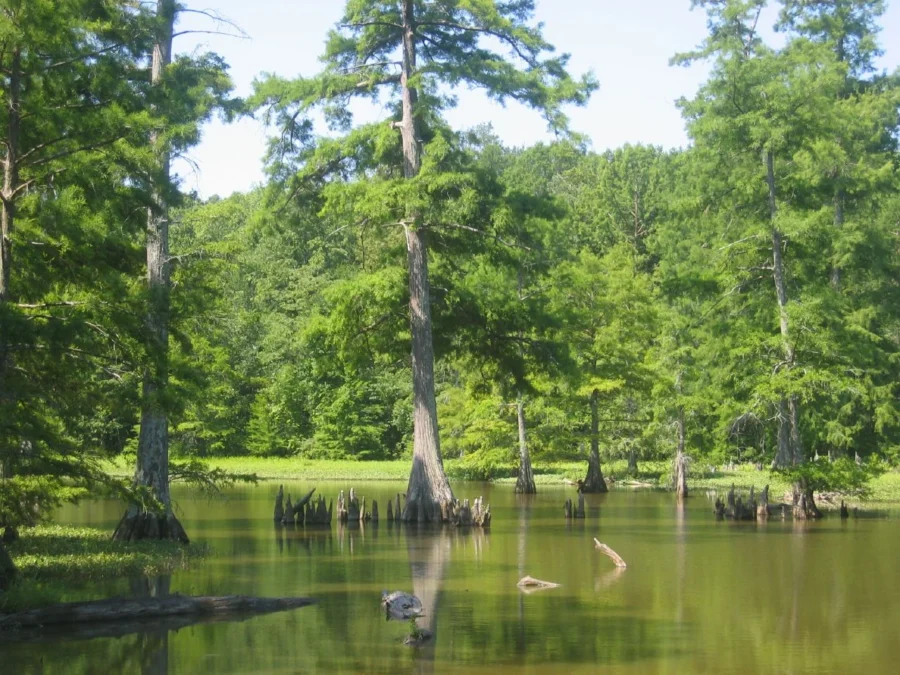 Leroy Percy State Park (Mississippi)