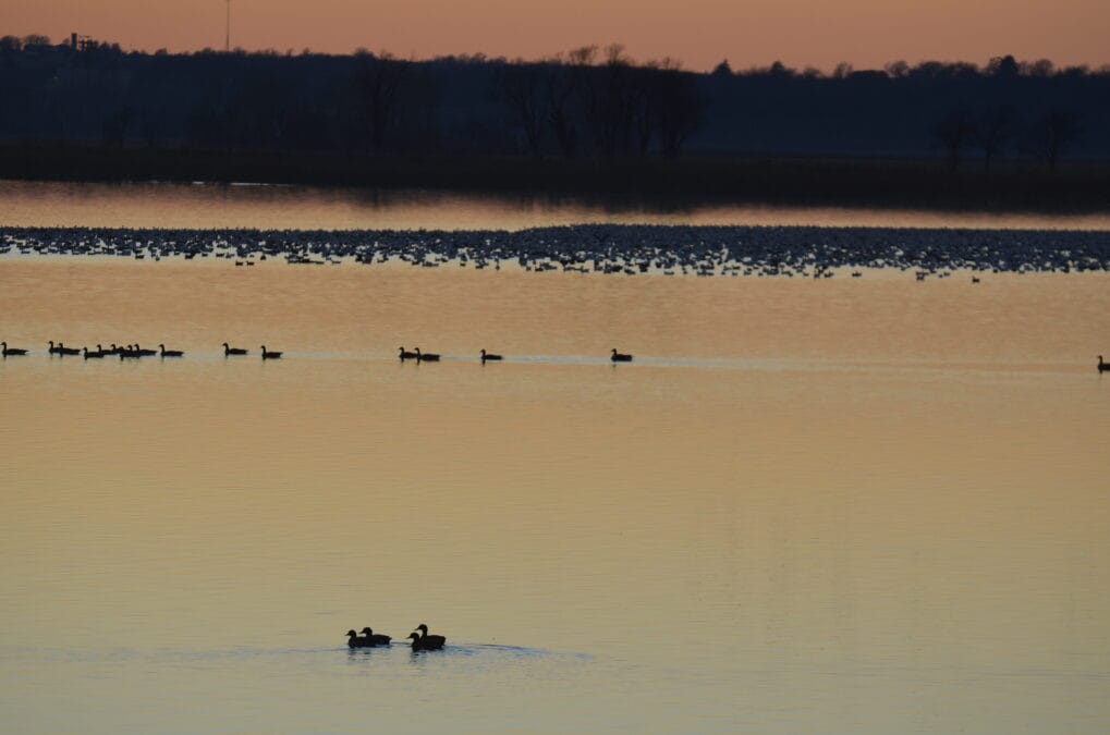 Lewis and Clark State Park 22 Sunset over the lake at Lewis and Clark State Park, Missouri, with geese and ducks silhouetted on the calm water