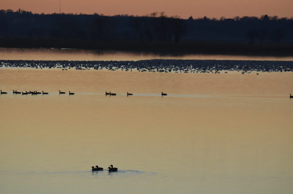 Sunset over the lake at Lewis and Clark State Park, Missouri, with geese and ducks silhouetted on the calm water
