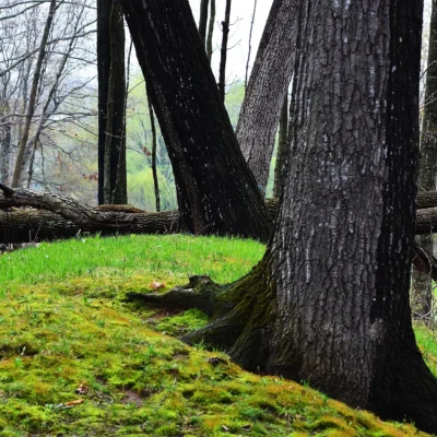 Lizard Mound State Park