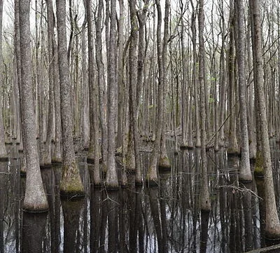 Louisiana Purchase State Park