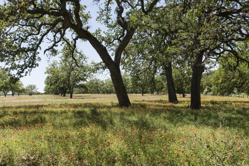 Lyndon B. Johnson State Park and Historic Site (Texas)