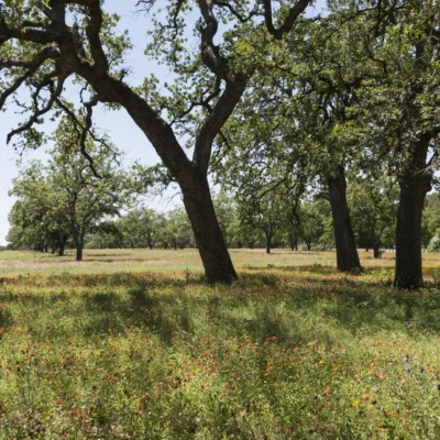 Lyndon B. Johnson State Park and Historic Site