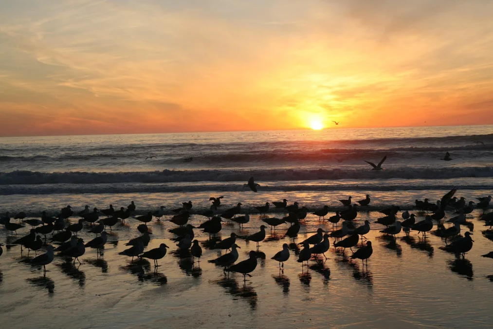 Manresa State Beach 137 Manresa State Beach (California)