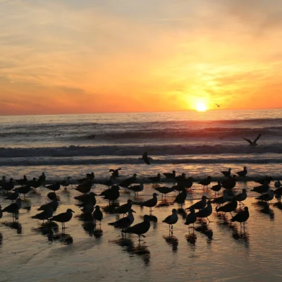 Manresa State Beach