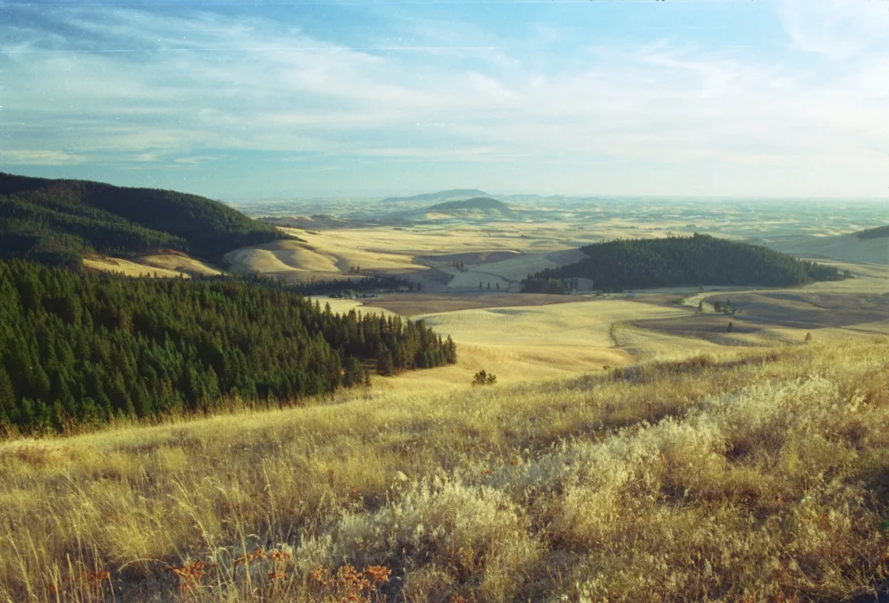 Palouse hills and forest seen from Skyline Drive in McCroskey State Park, Idaho