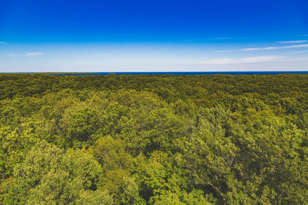 Forest canopy and Mille Lacs Lake seen from the observation tower in Mille Lacs Kathio State Park, Minnesota