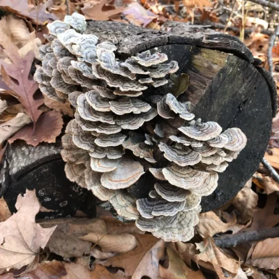 Morgan-Monroe State Forest