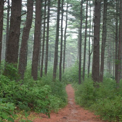 Myles Standish State Forest