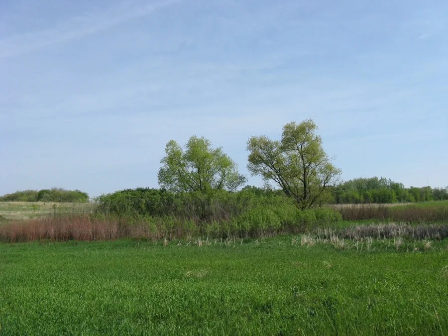 Wet meadow with a stand of trees in Myre-Big Island State Park near Albert Lea, Minnesota