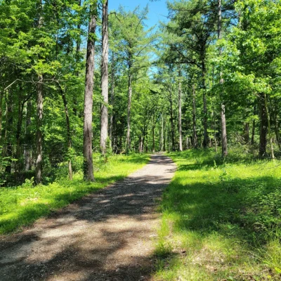 Nathan Hale State Forest
