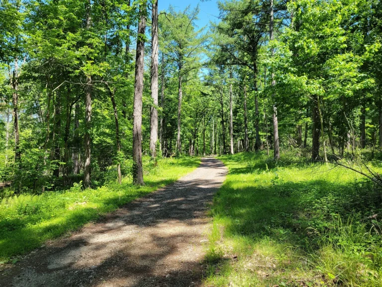 Nathan Hale State Forest